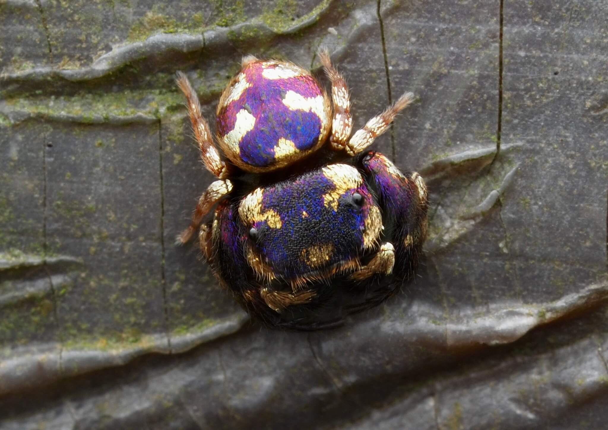 17 Vivid Purple Spiders In The World With Pictures