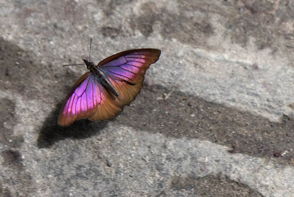 Amazing Purple Butterflies In The World With Pictures