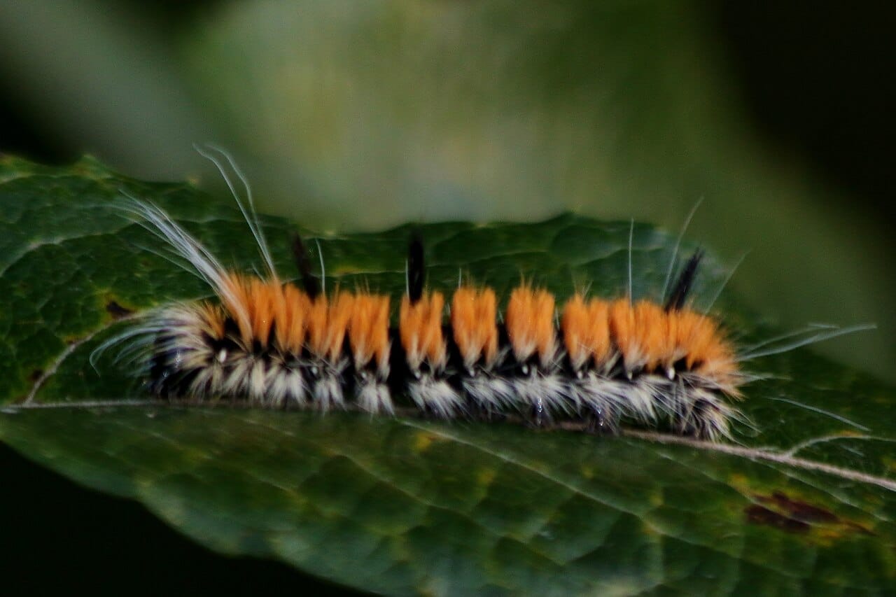 Orange And Black Caterpillars Pictures And Identification