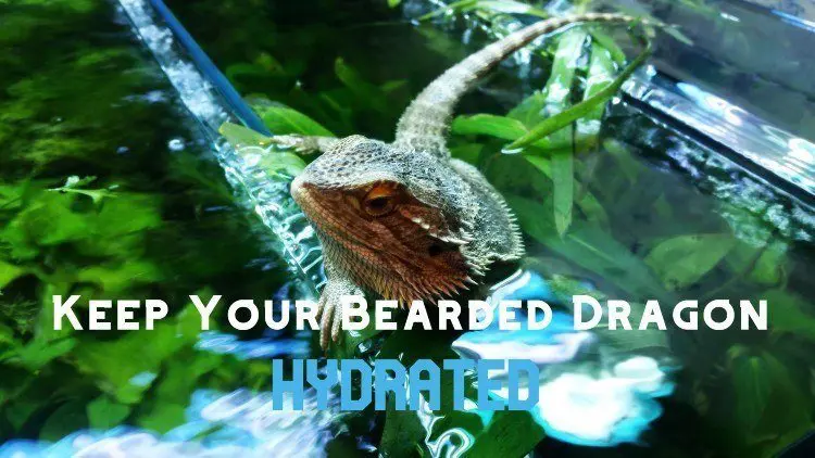 Keep Bearded Dragon Hydrated
