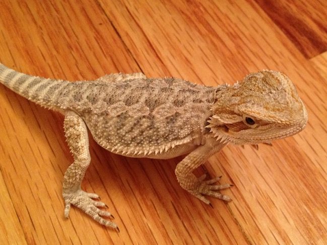 Bearded Dragon Morphs & Colors - Find Out Your Dragon Morph