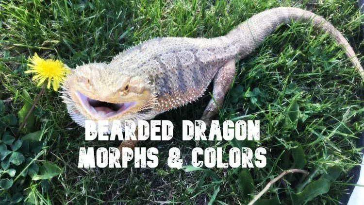 bearded dragon morphs and colors