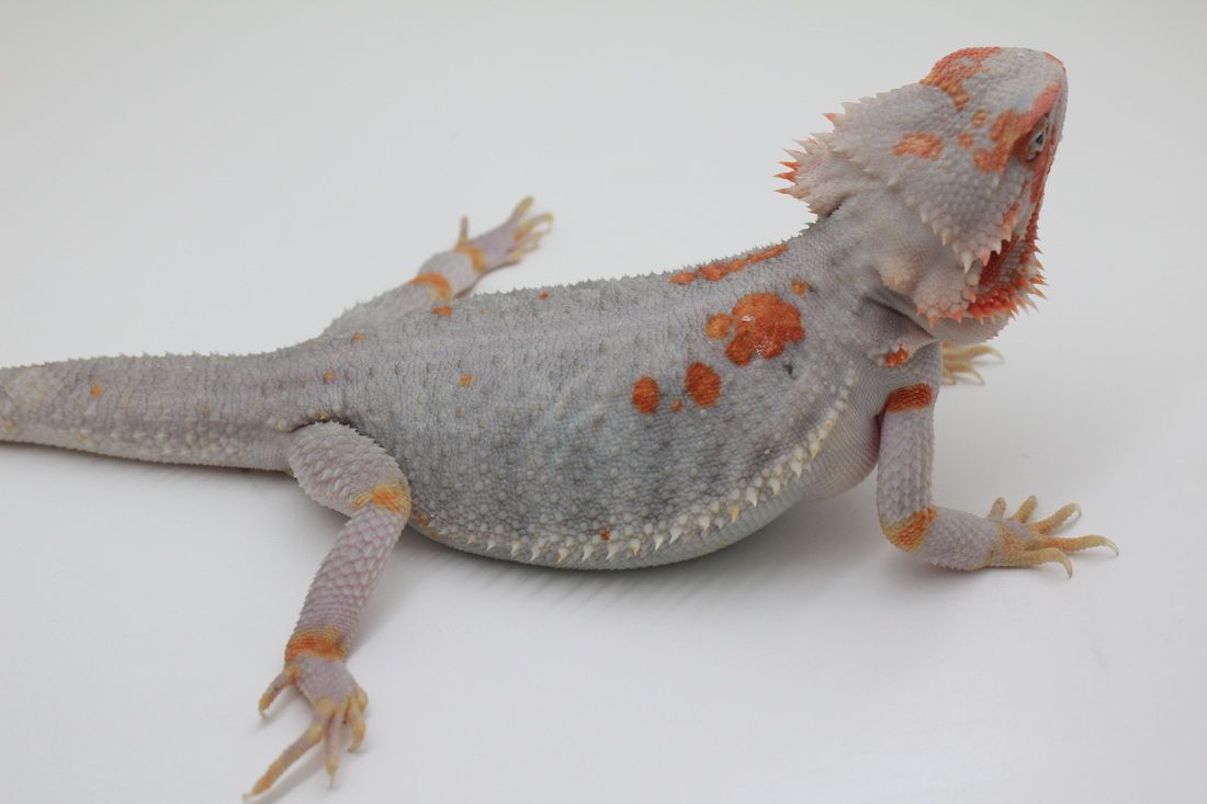Bearded Dragon Morphs Colors Find Out Your Dragon Morph