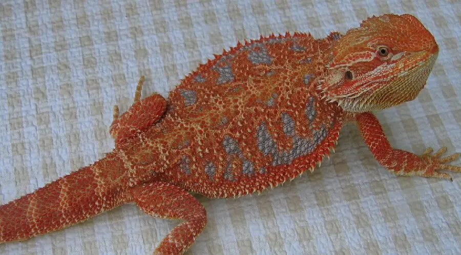 Blood Red Dunner Bearded Dragon