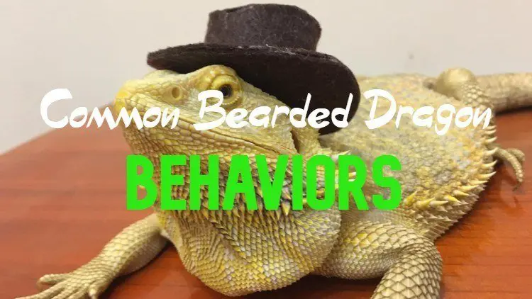 Common bearded dragon behaviors