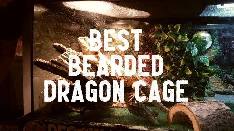 best bearded dragon cage