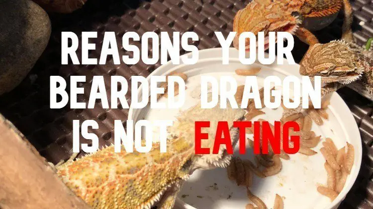 Bearded Dragon Not Eating