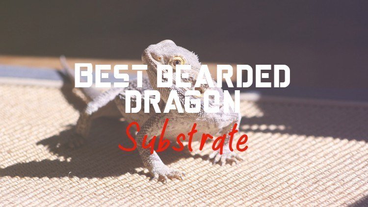 Bearded dragon substrate