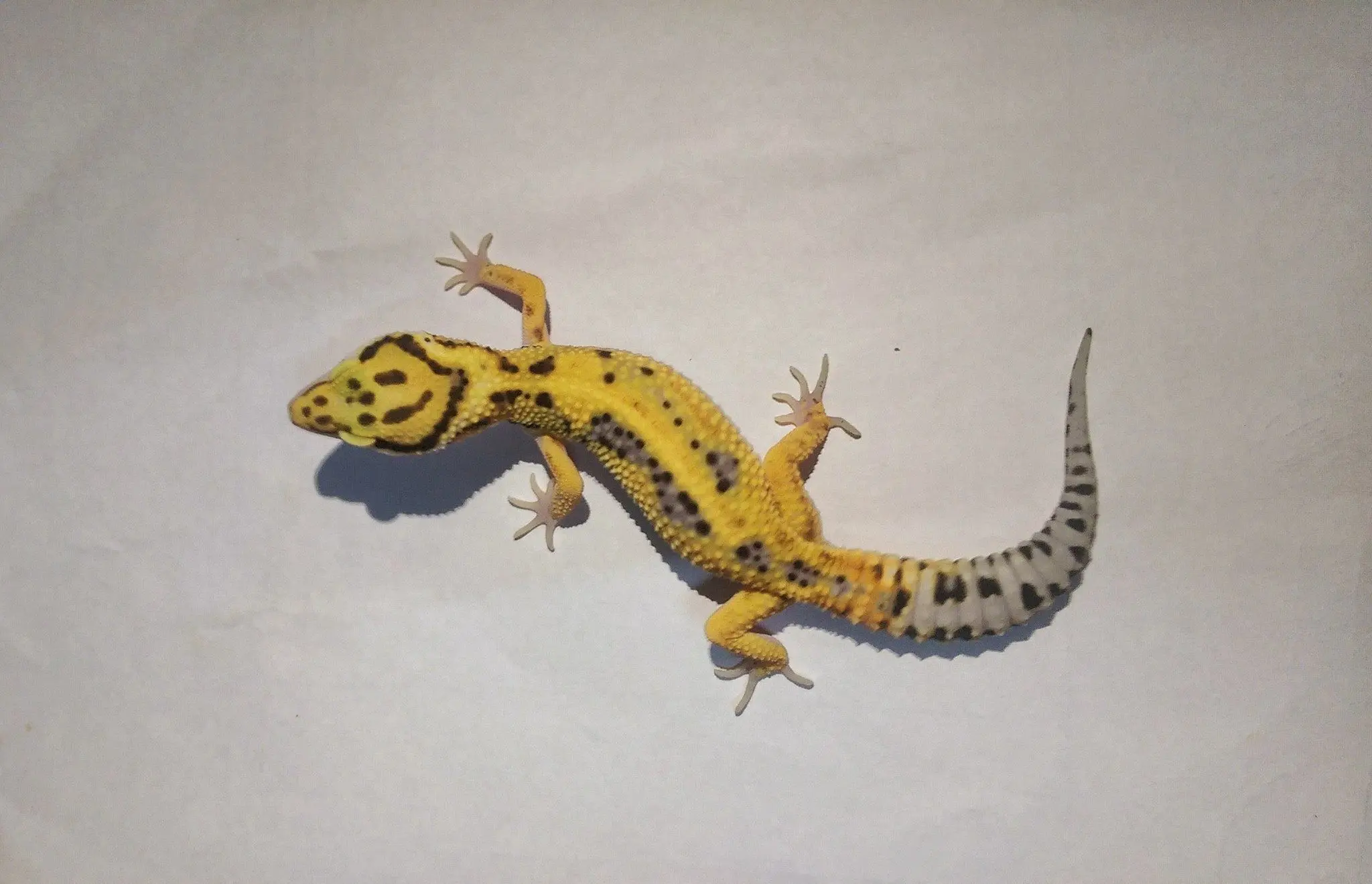 Leopard Gecko High Yellow