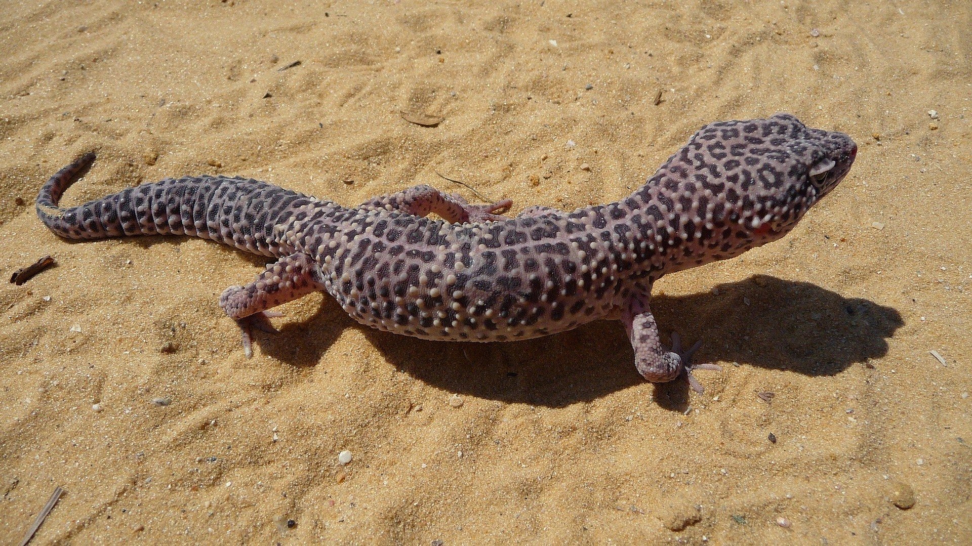 Leopard Gecko Natural Habitat