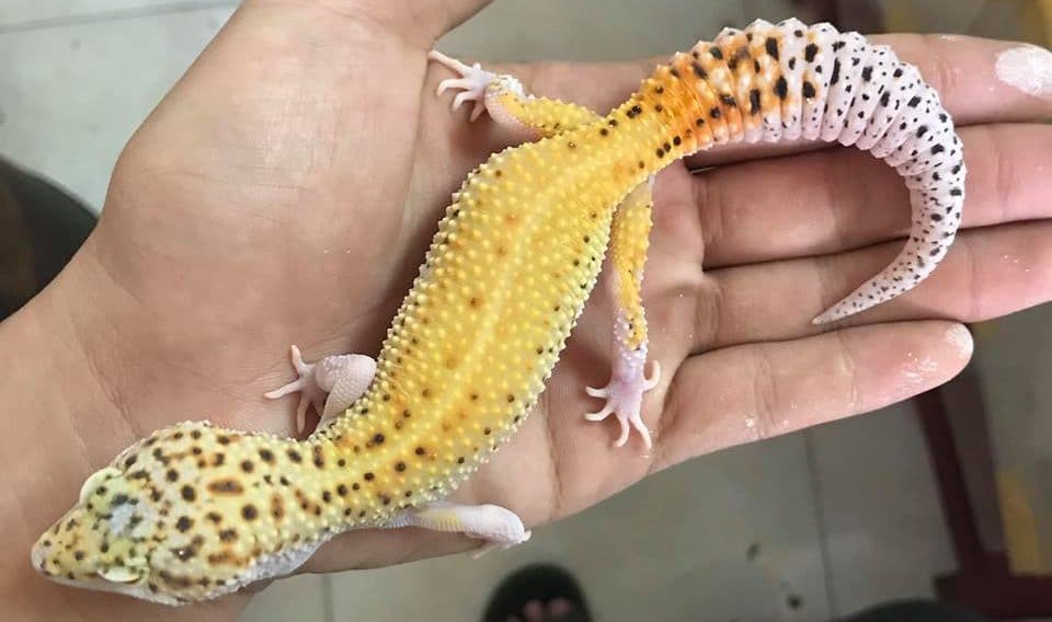 Leopard Gecko Tangerine