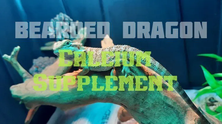 Bearded Dragon Calcium Feature Image