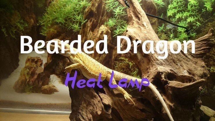 Best Bearded Dragon Heat Lamp Review And Buying Guide