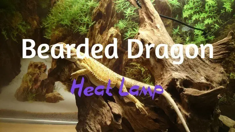 Best bearded dragon heat lamp
