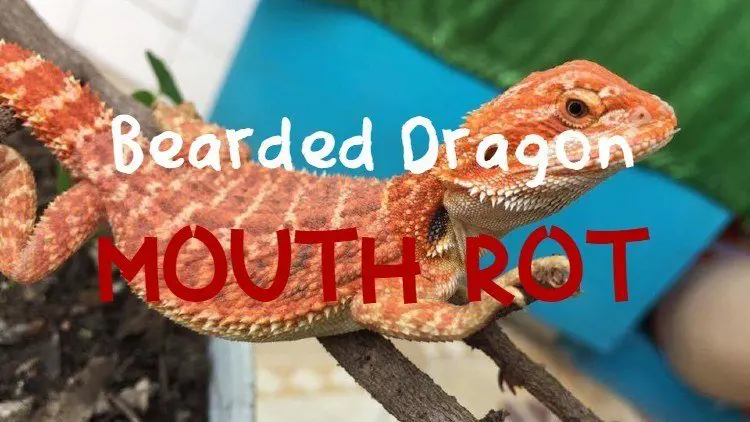 Bearded dragon mouth rot feature image