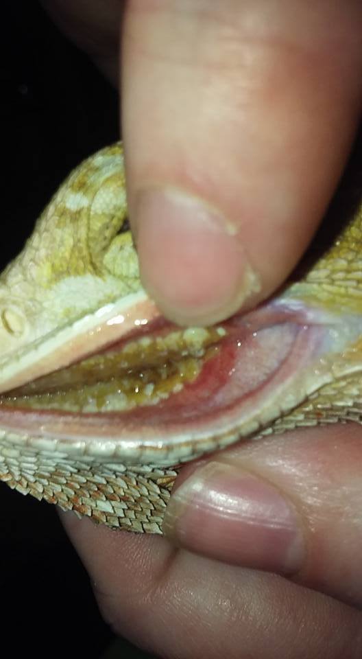 Bearded Dragon Mouth Rot