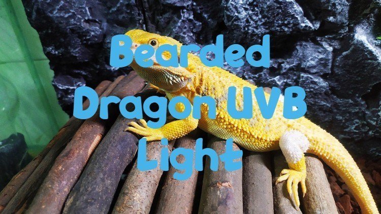 Bearded Dragon UVB Light