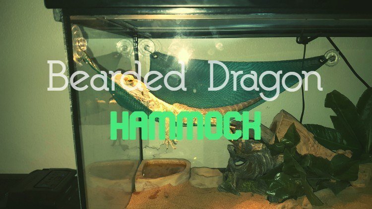 Bearded dragon hammock