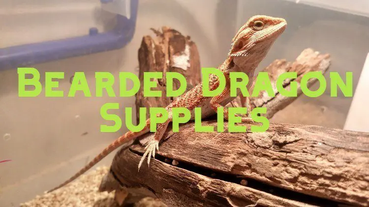 bearded dragon supplies and accessories