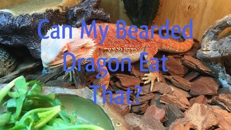 What can bearded dragon eat