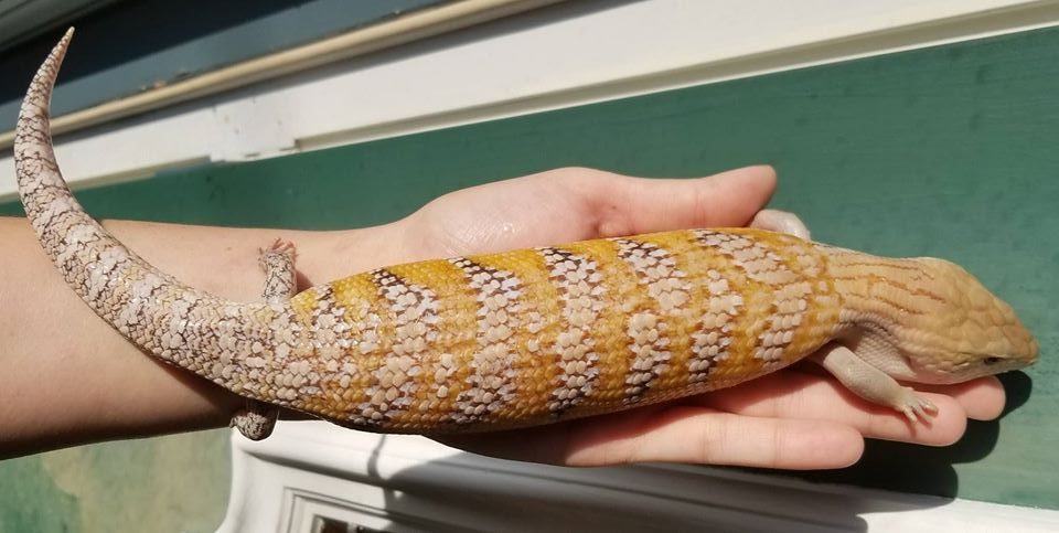 Sunrise Sunrise skink