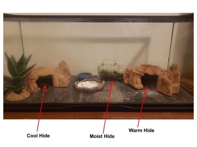 Leopard Gecko Hide, Snake Hides, Reptile Shelter, Kleine bevochtigingsschuilplaats met 3 wastafels voor gekko hagedis slang schildpadkikker voor huisdieren comfort en veiligheid
