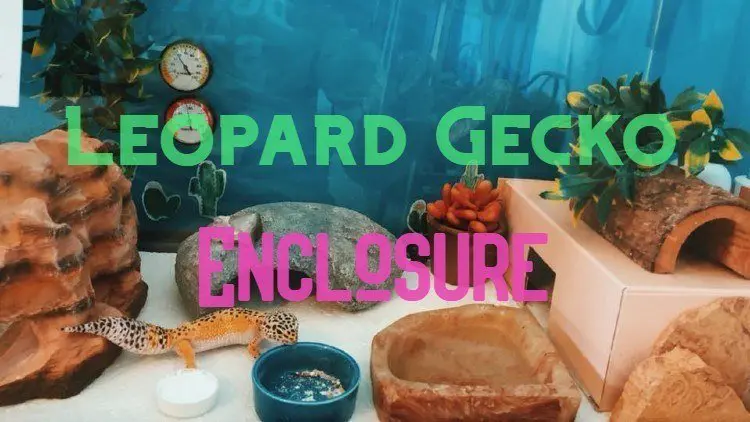 leoopard gecko enclosure