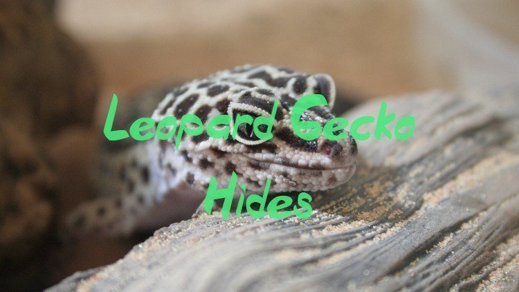 Leopard gecko hides