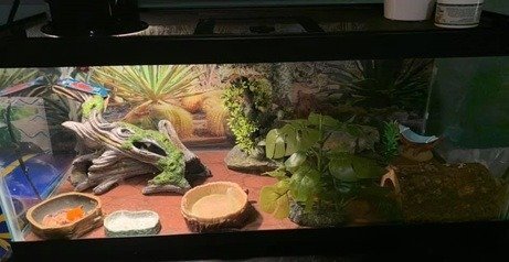 How To Provide Your Leopard Gecko With Perfect Habitat