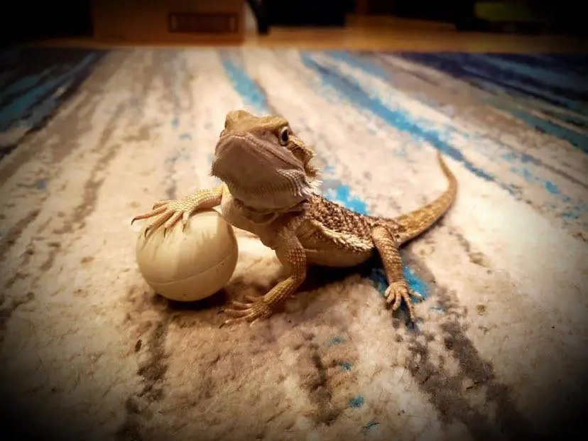 bearded dragon with a ball