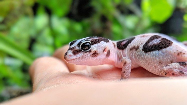 Fun And Interesting African Fat-Tailed Gecko Facts For Kids