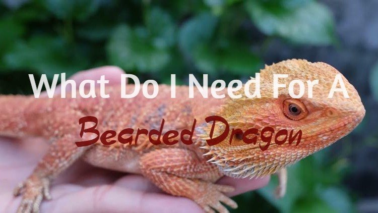 bearded dragon checklist
