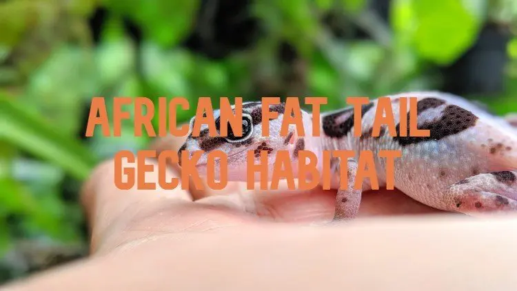 african fat tail gecko habitat