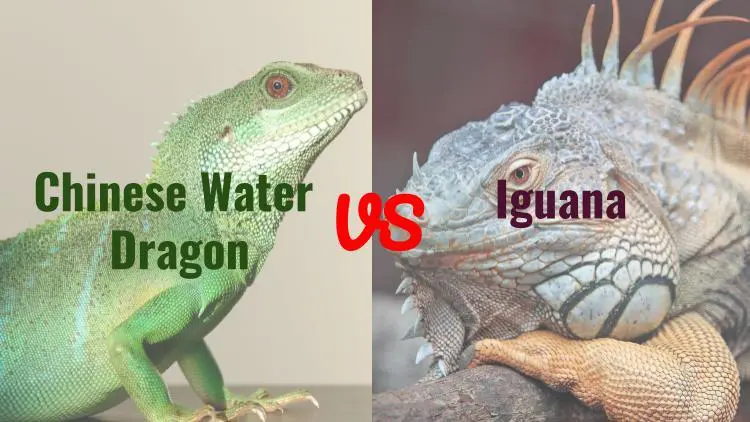 chinese water dragon vs iguana