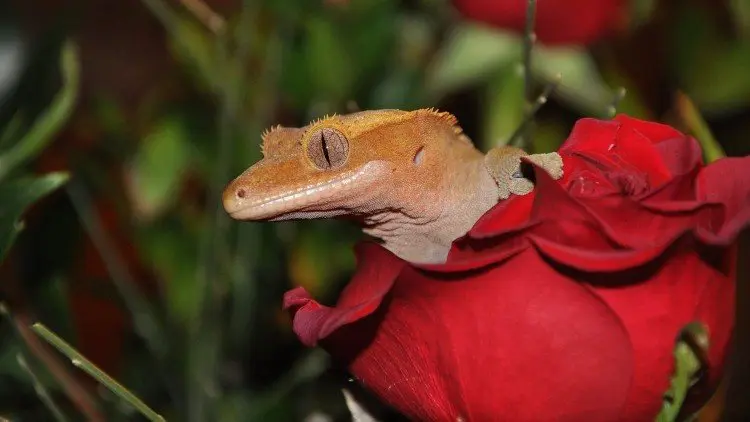 exo terra crested gecko kit review