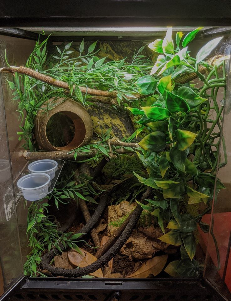 cheap crested gecko enclosure