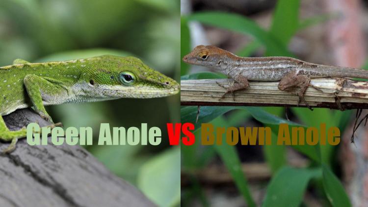 Green Anole Vs Brown Anole Similarities And Differences,Inexpensive Rustic Kitchen Cabinets