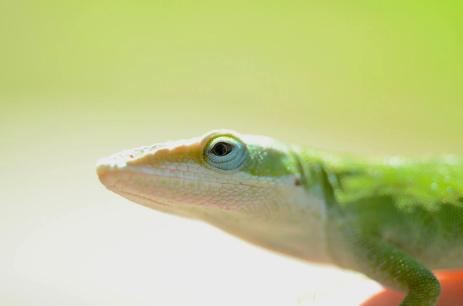 green anole lizard facts