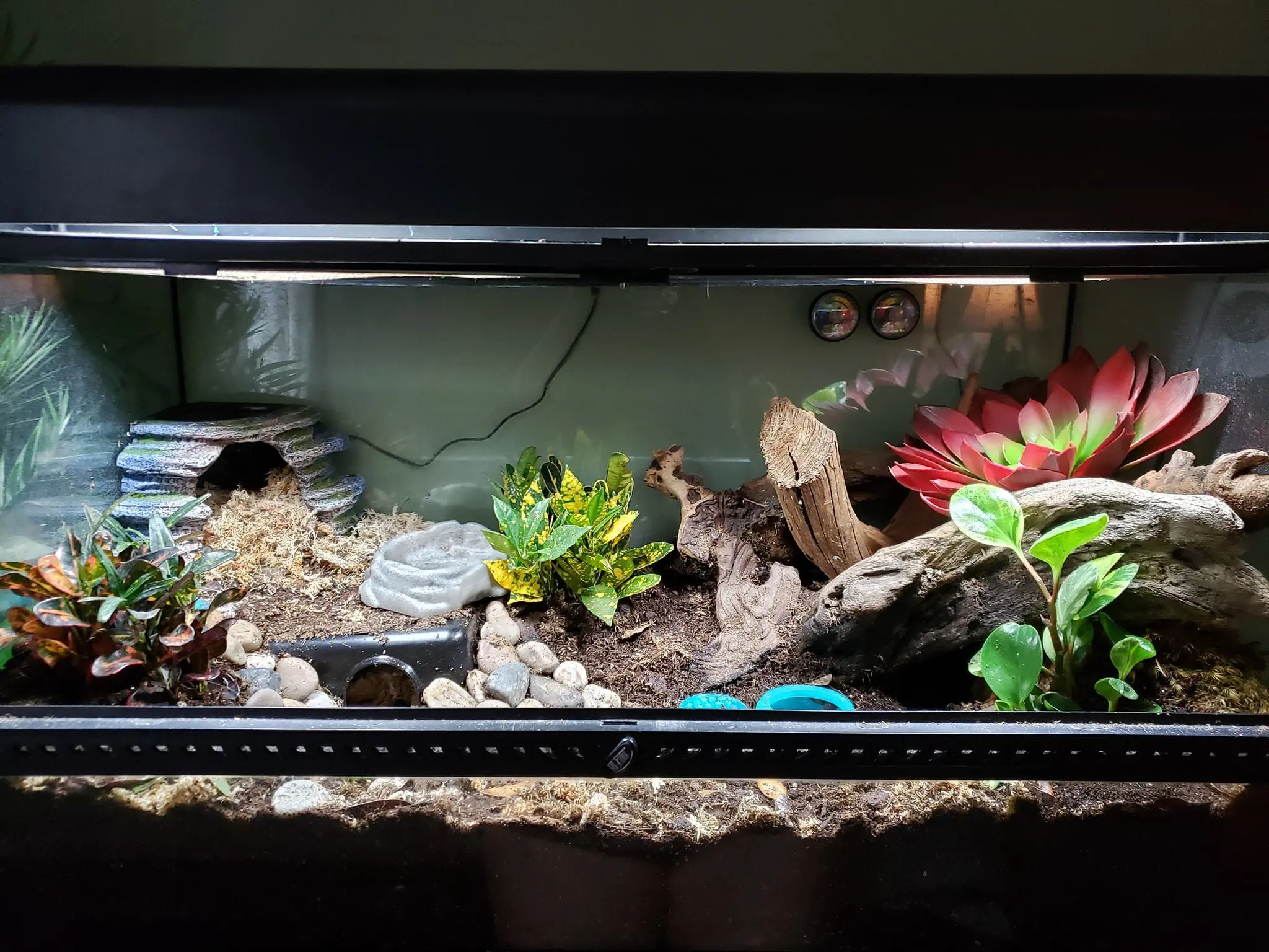 African fat tailed gecko cage setup