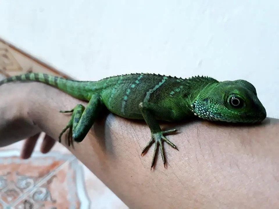 undefined gender in young water dragon