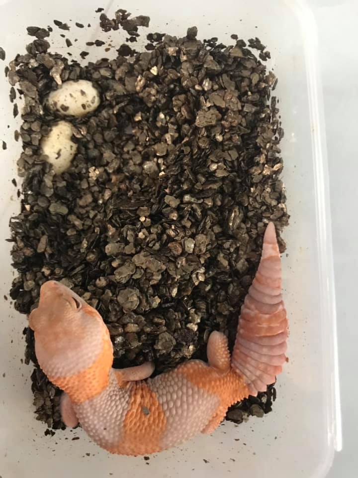 African fat tail gecko laying eggs