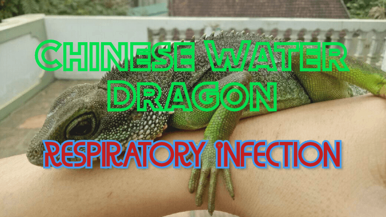 Chinese water dragon respiratory infection