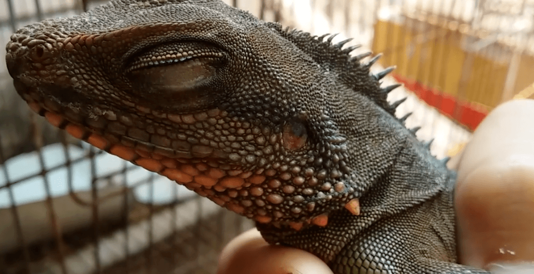 sign of eye infection in chinese water dragon