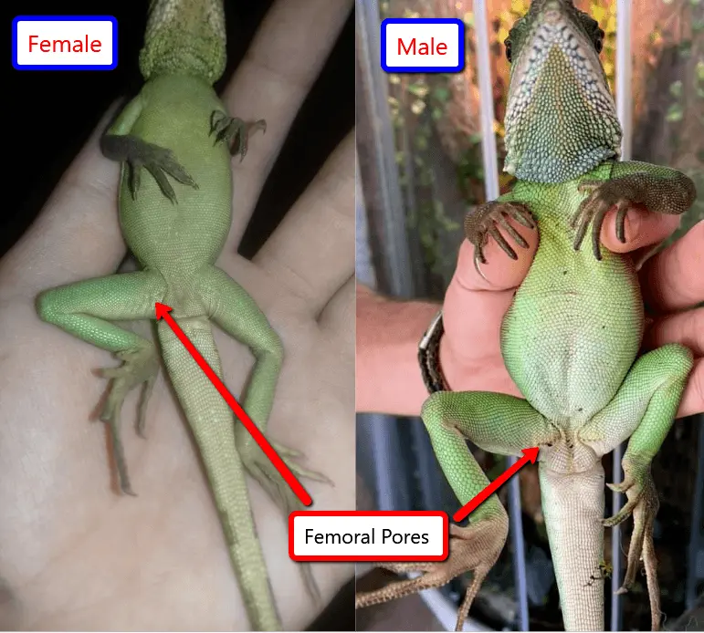 Chinese water dragon male vs female with difference in femoral pores