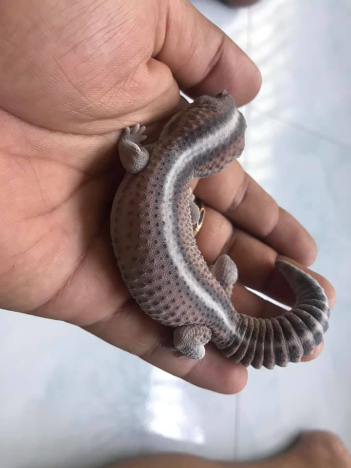 African fat tail gecko Ghost patternless African fat tail gecko Ghost patternless