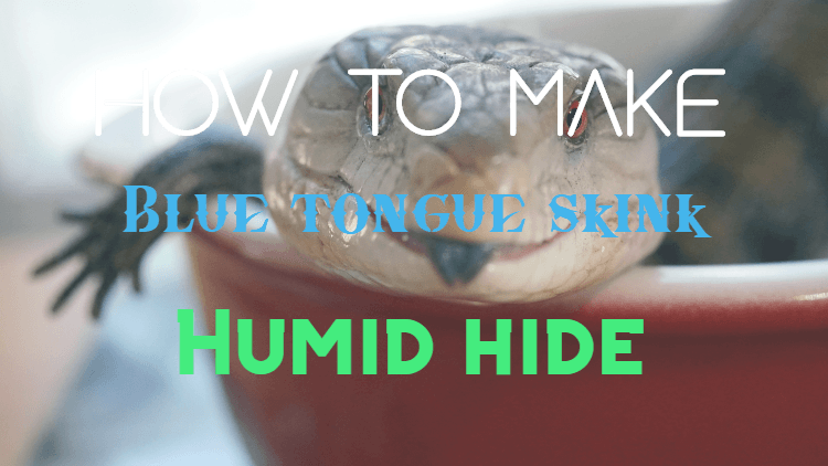 How to Make a DIY Blue Tongue Skink Humid Hide (Step By Step)