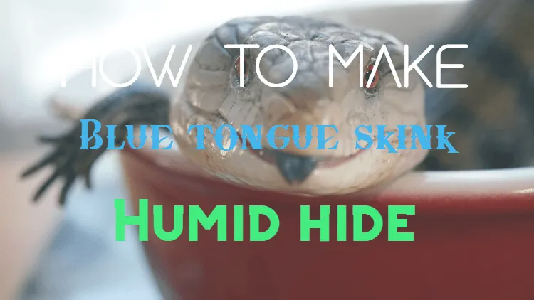 how to make blue tongue skink humid hide