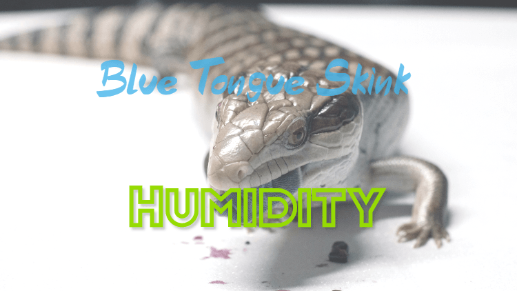 blue tongue skink plush