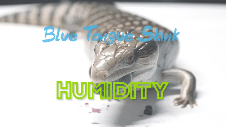 blue tongue skink humidity