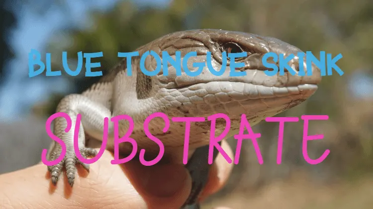 blue tongue skink substrate